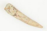 1.2" Fossil Pterosaur (Siroccopteryx) Tooth - Morocco - #201921-1